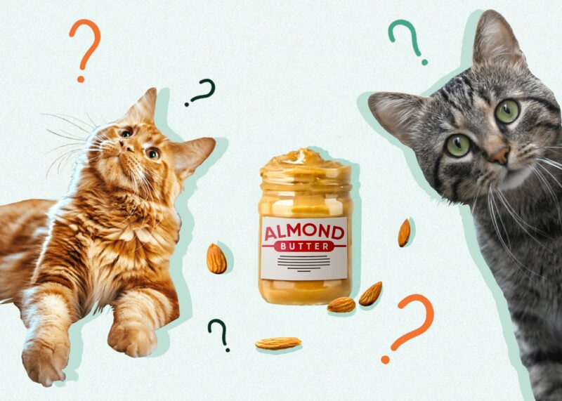 Can Cats Eat ALMOND BUTTER