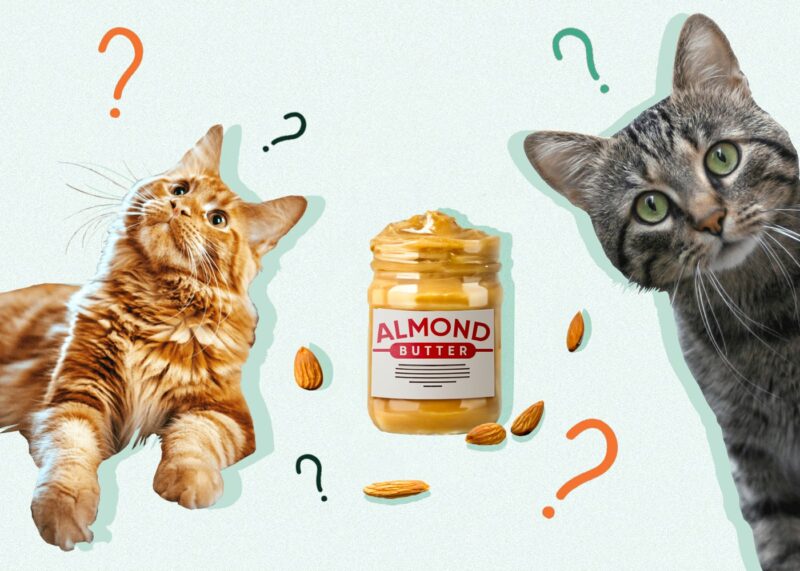 https://www.catster.com/wp-content/uploads/2023/11/CAN_CATS_EAT_ALMONDBUTTER_EXCITEDCATS-800x571.jpg