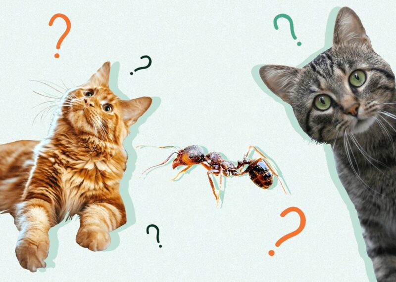 Can Cats Eat Ants? Vet Approved Health Advice & Risks - Catster