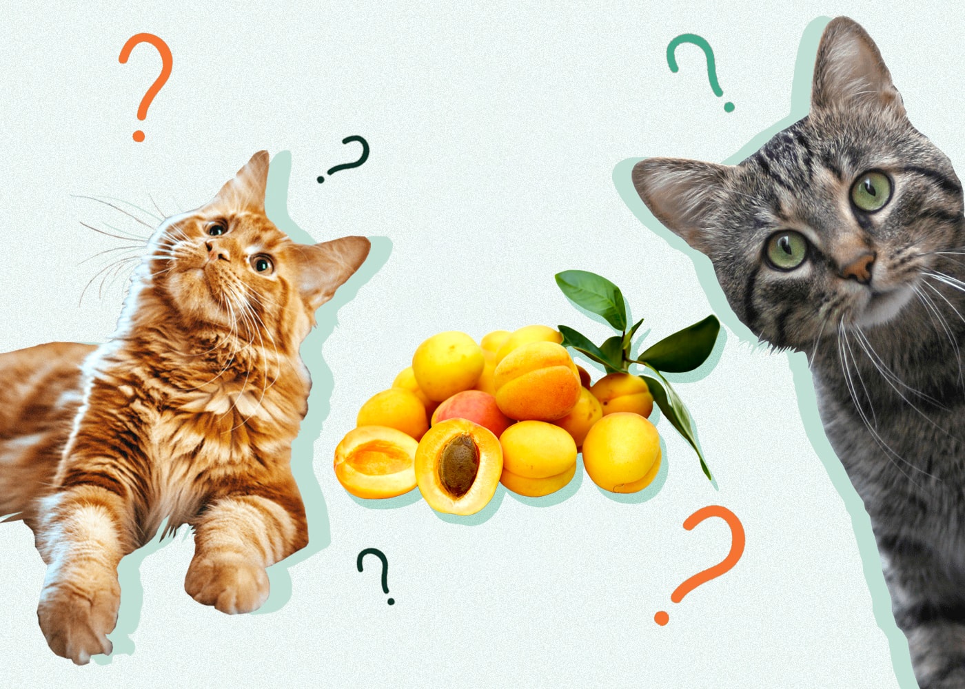 Can Cats Eat APRICOTS