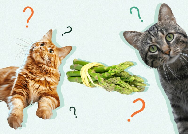 Can Cats Eat Asparagus? Vet-Reviewed Nutrition and Safety Explained -  Catster