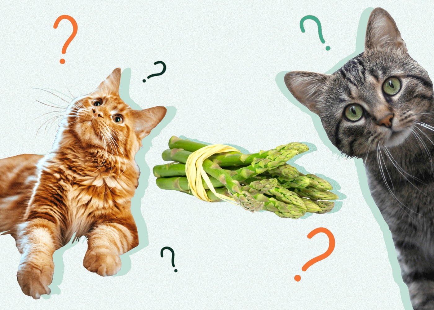 Can Cats Eat ASPARAGUS