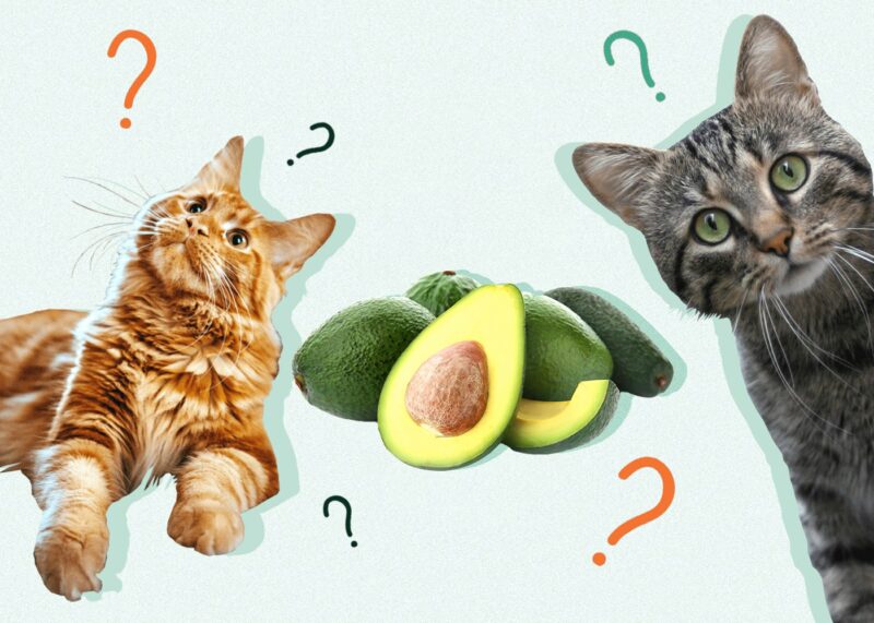 Can Cats Eat AVOCADO