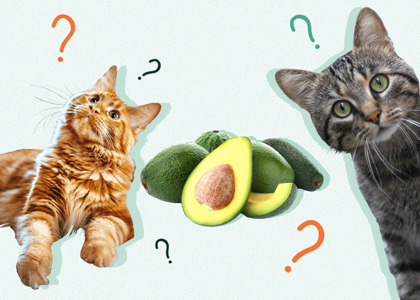 Can Cats Eat AVOCADO