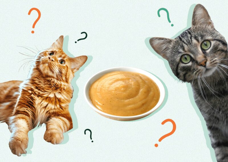 Can Cats Eat BABYFOOD