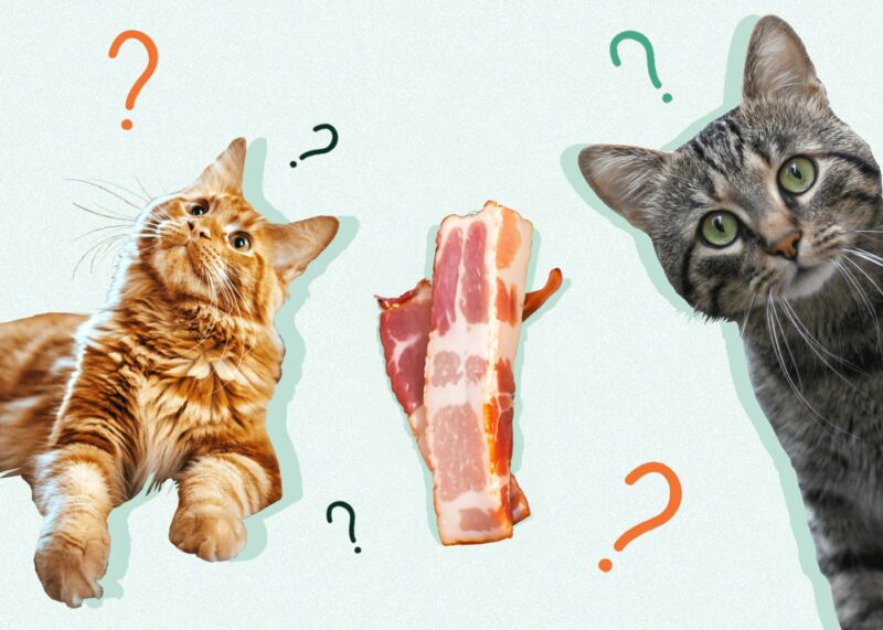 Can Cats Eat BACON