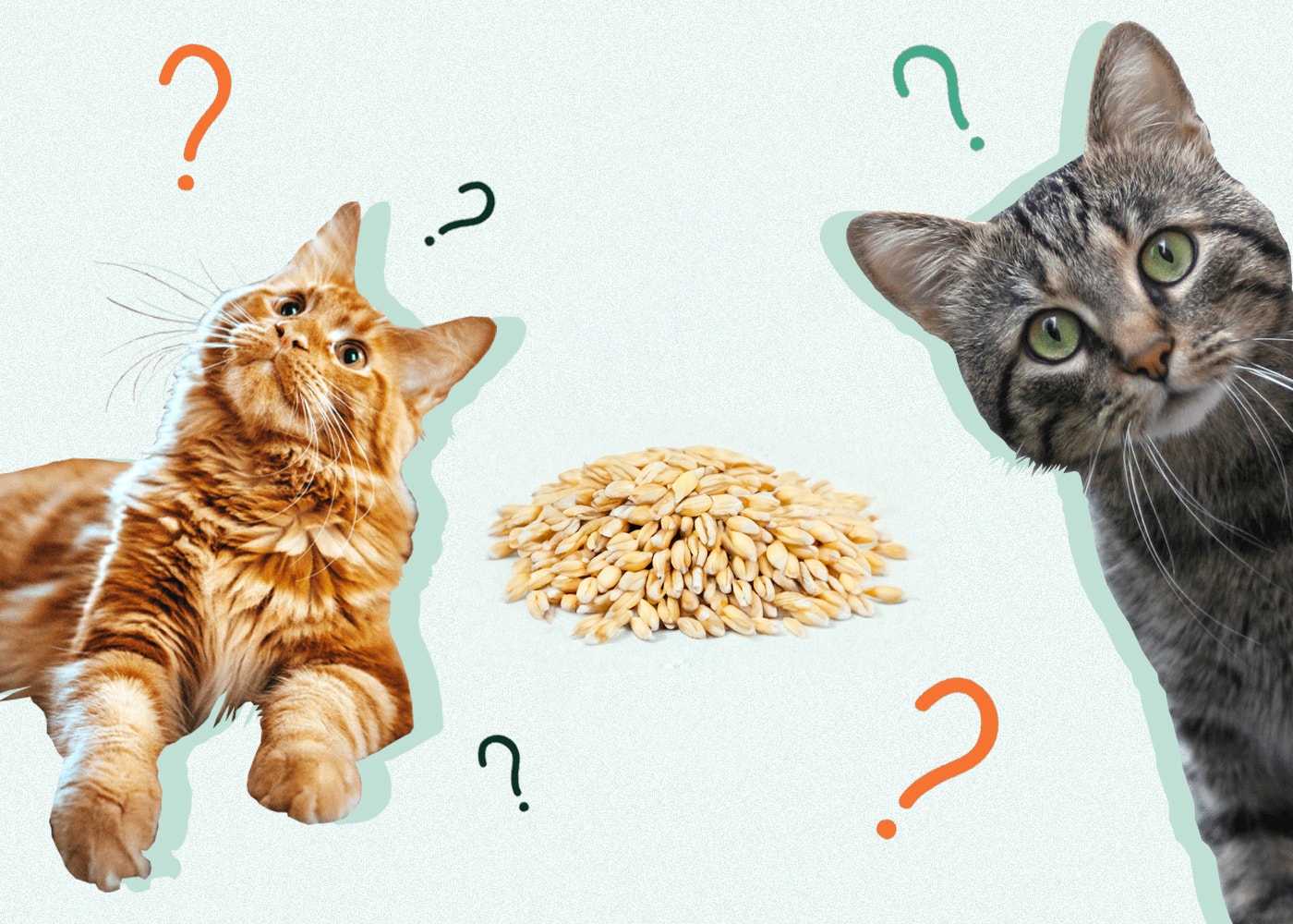 Can Cats Eat BARLEY