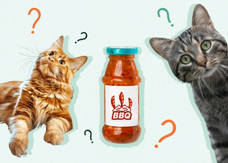 Can Cats Eat BBQ SAUCE