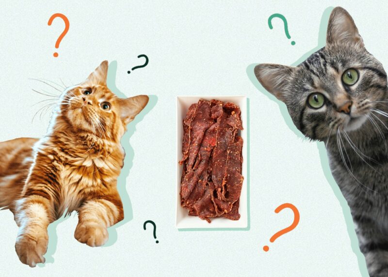 Can Cats Eat BEEF JERKY