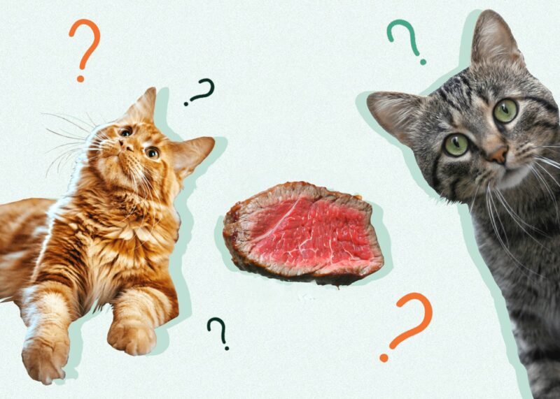 CAN_CATS_EAT_BEEF