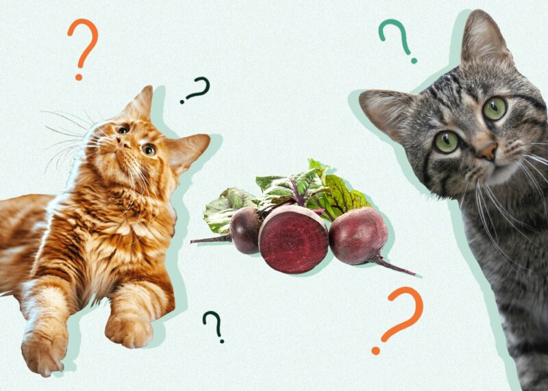 Can Cats Eat BEETS