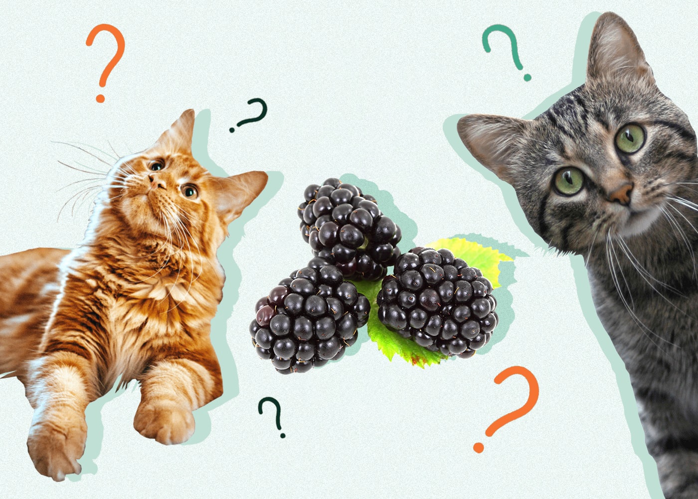 Can Cats Eat Blackberries? VetReviewed Facts & Safety Information