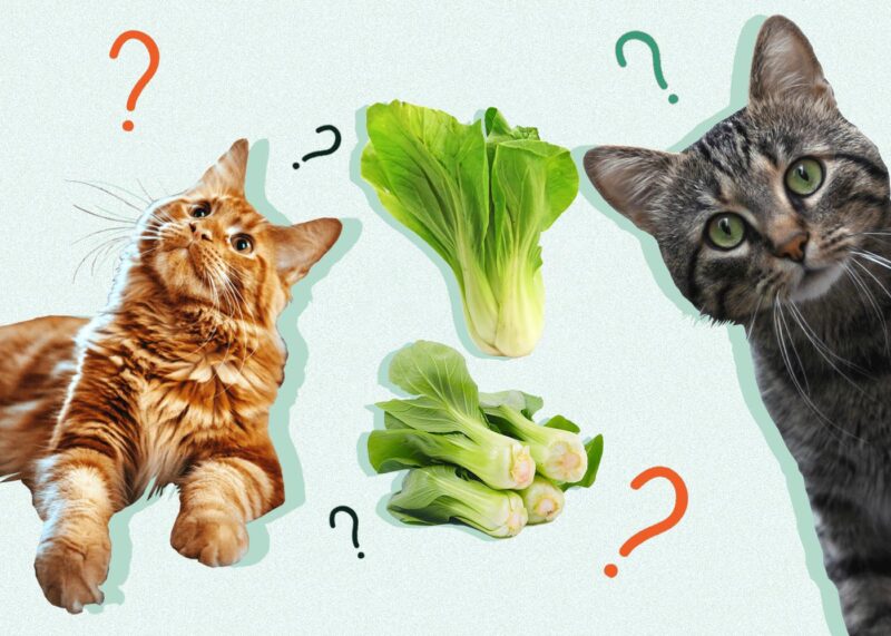 Can Cats Eat BOK CHOY