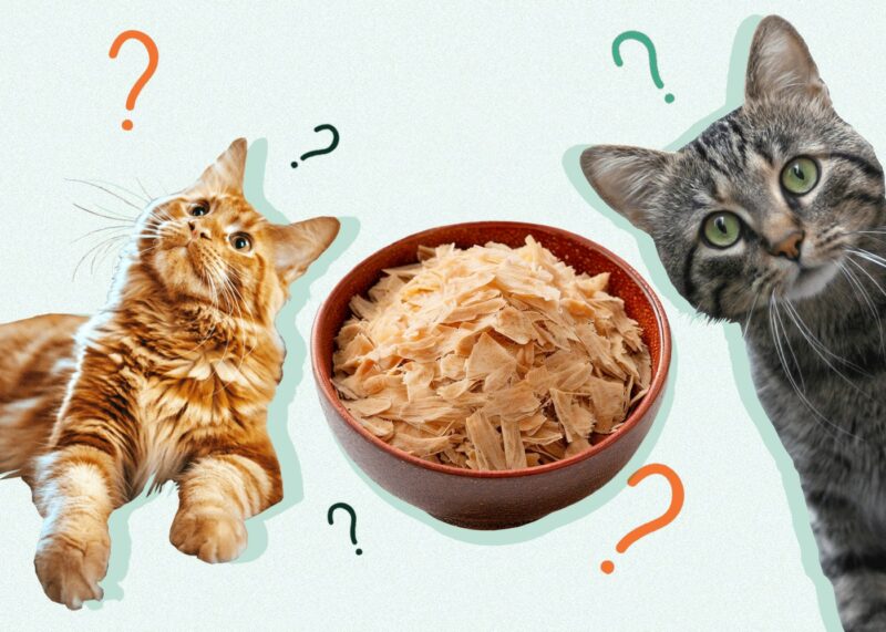 Can Cats Eat BONITO FLAKES