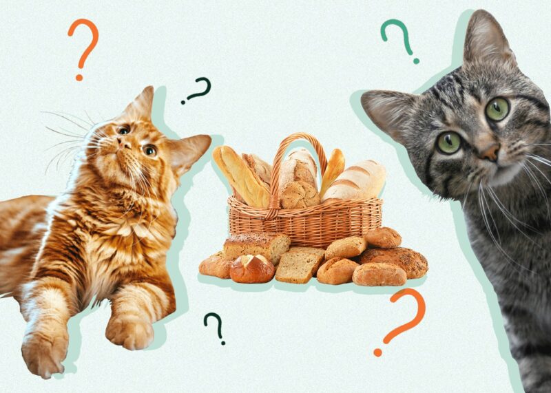 Can Cats Eat BREAD