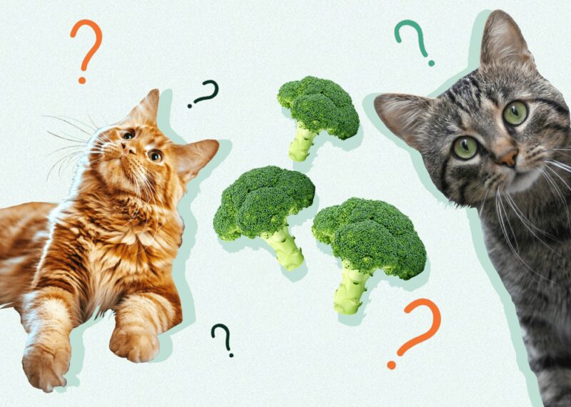 Can Cats Eat BROCCOLI