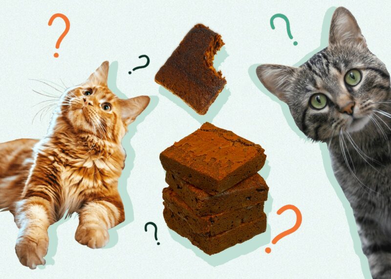 Can Cats Eat BROWNIES