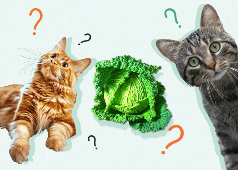 Can Cats Eat CABBAGE