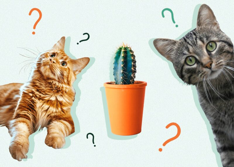 Can Cats Eat CACTUS
