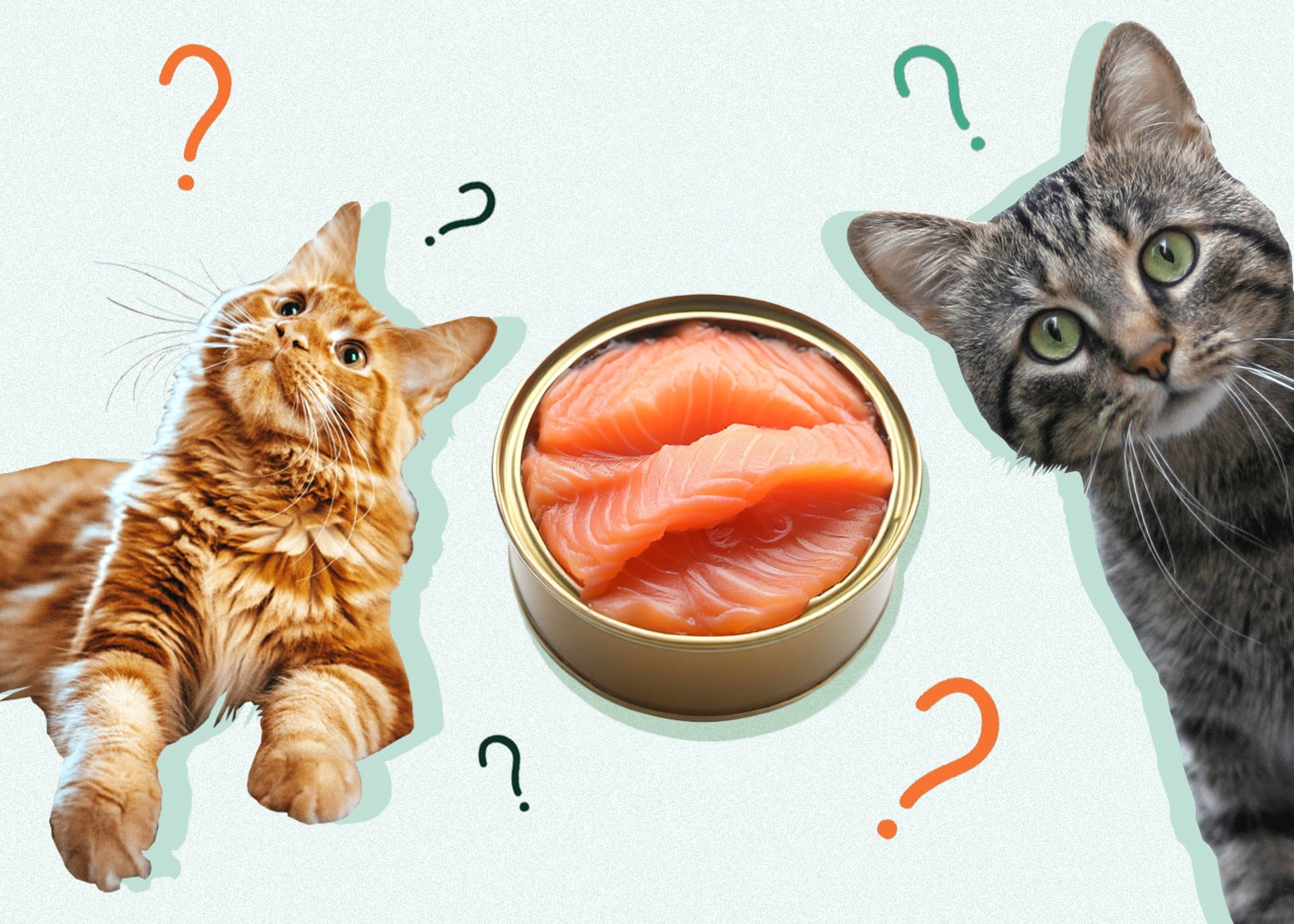 Can Cats Eat CANNED SALMON