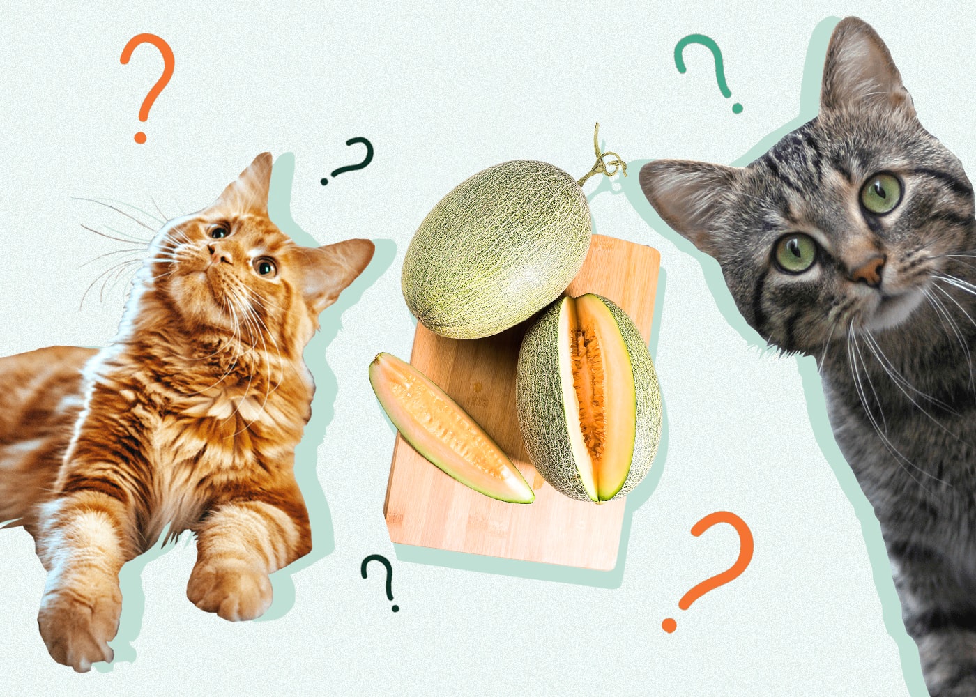 Can Cats Eat CANTALOUPE