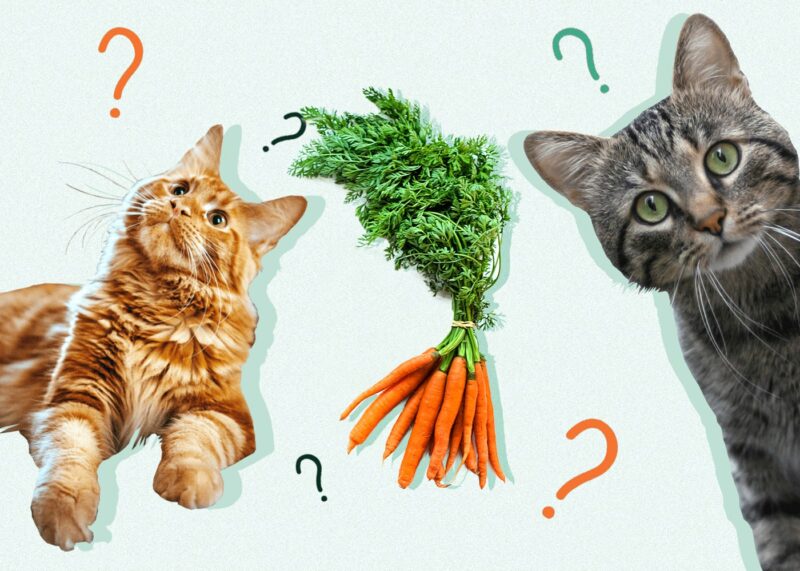 Can Cats Eat CARROTS