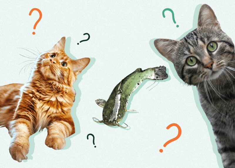 Can Cats Eat Fish Food Vet Approved Facts Healthy Alternatives Catster