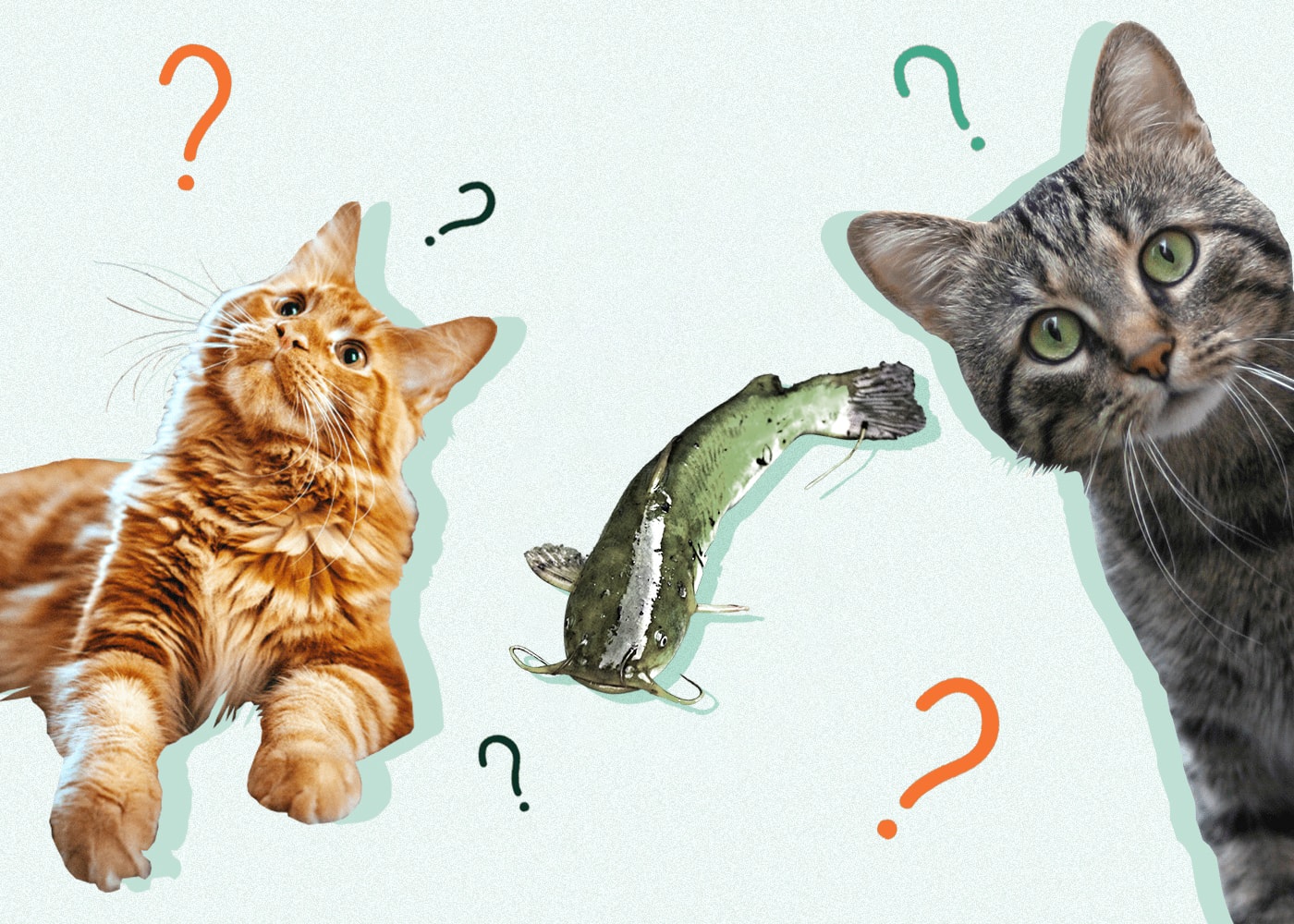 Can Cats Eat CAT FISH