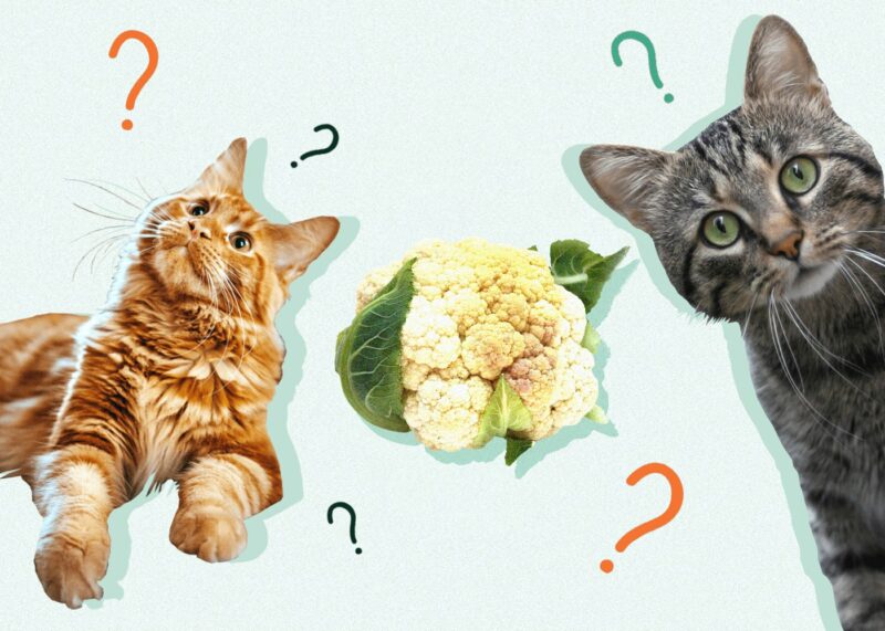 Can Cats Eat CAULIFLOWER