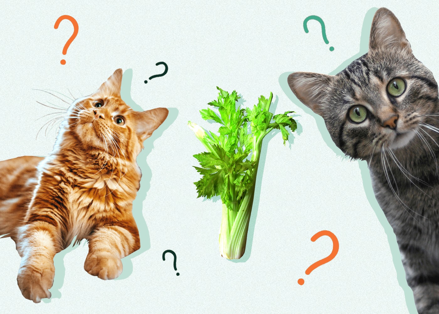 Can Cats Eat CELERY