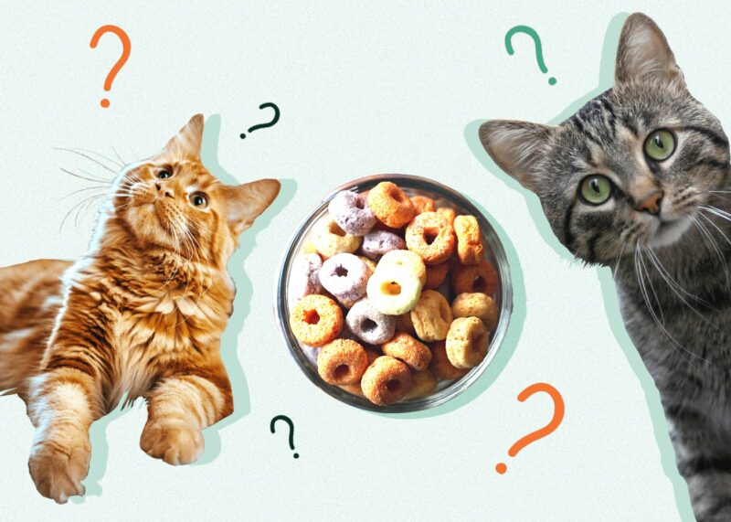 Can Cats Eat CHEERIOS