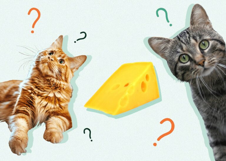 Can Cats Eat Cheese? VetApproved Facts & FAQ Catster