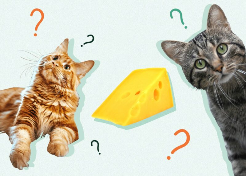 Can Cats Eat CHEESE