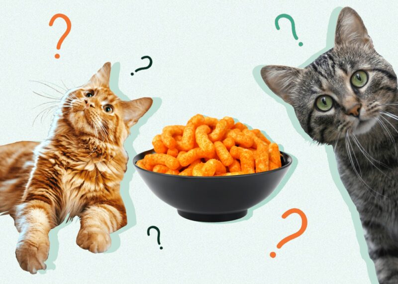 Can Cats Eat CHEETOS