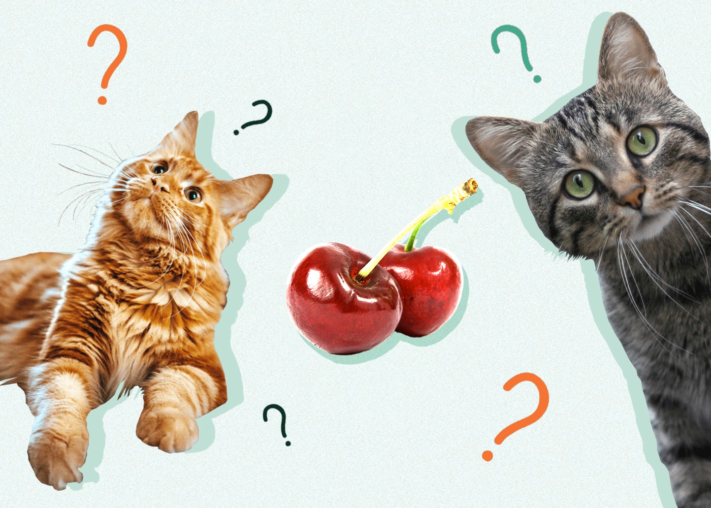 Can Cats Eat Cherries? VetReviewed Risks & Precautions Catster