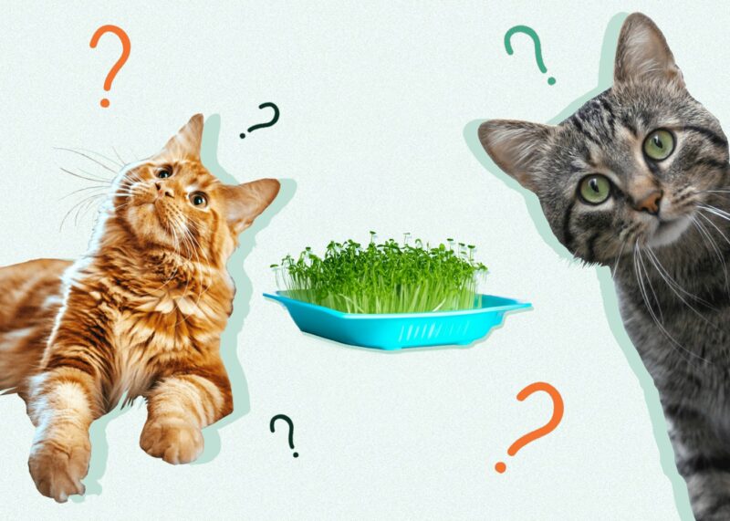 Can Cats Eat CHIA GRASS