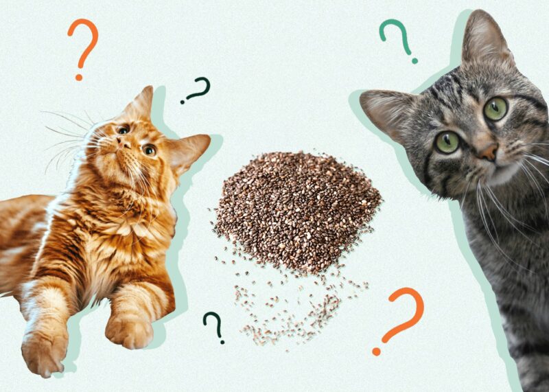 Can Cats Eat CHIA SEEDS