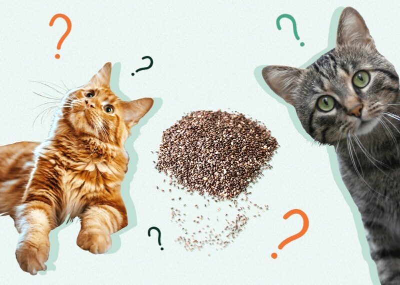 Can Cats Eat Chia Seeds? Nutrition Facts & FAQ Catster