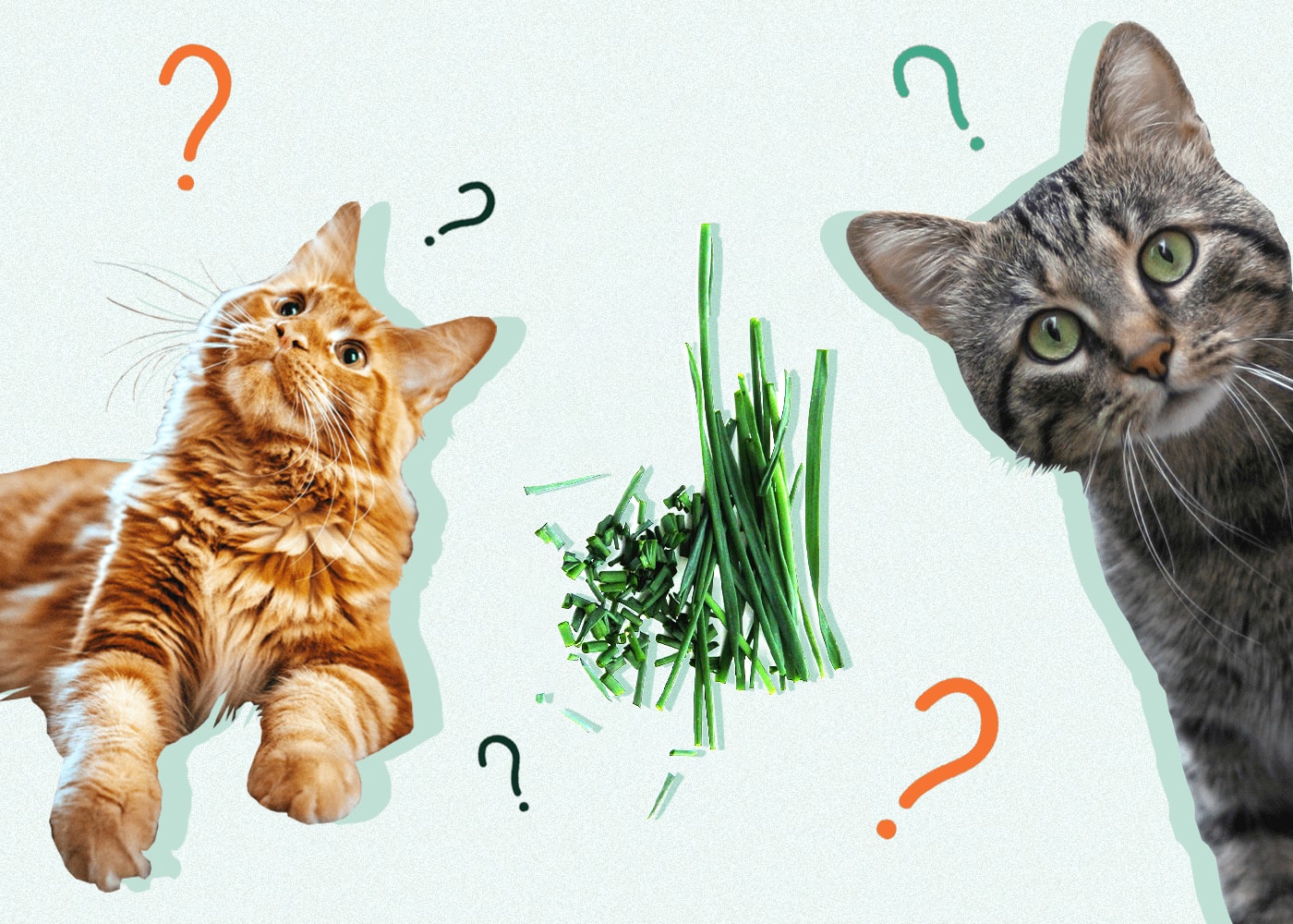 Can Cats Eat CHIVES
