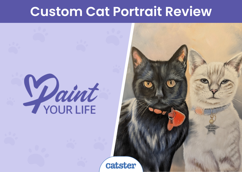 CAT_SAPR_Paint your life Cat Portrait