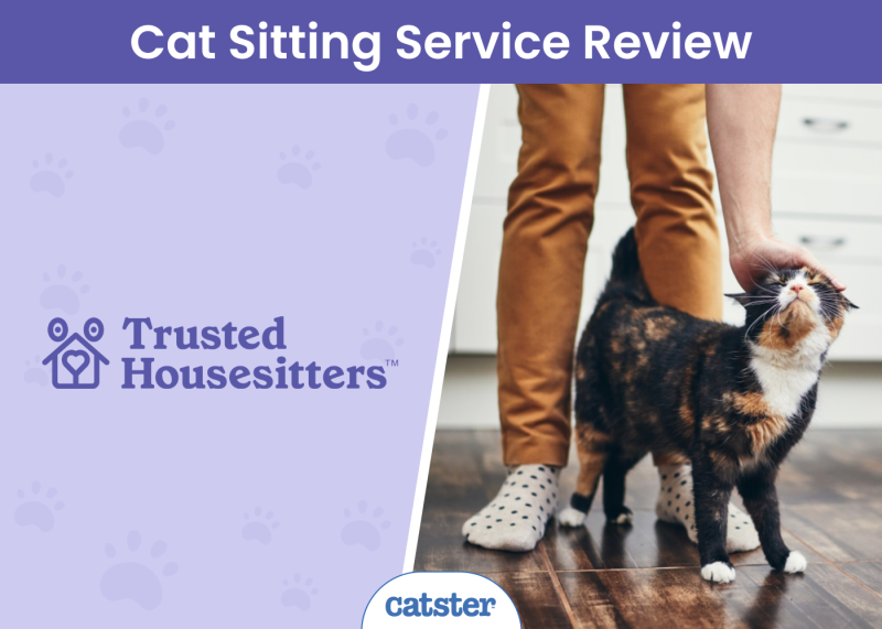CAT_SAPR_Trustedhousesitters Cat Sitting