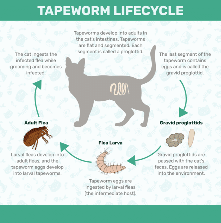 tapeworm life cycle