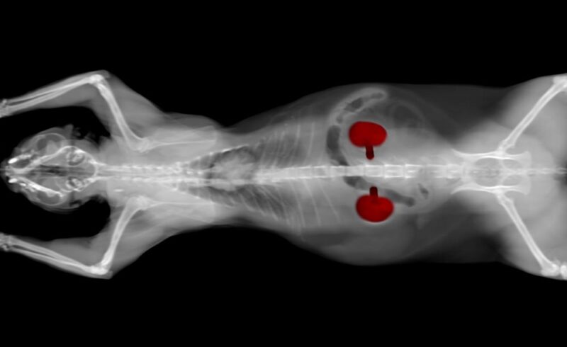 CT scan of cat showing kidneys in red