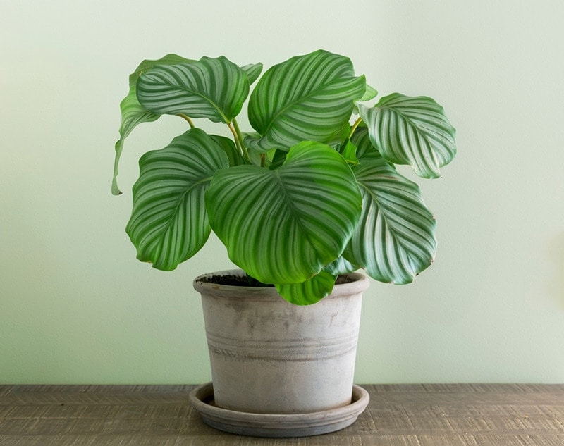 is calathea toxic to cats