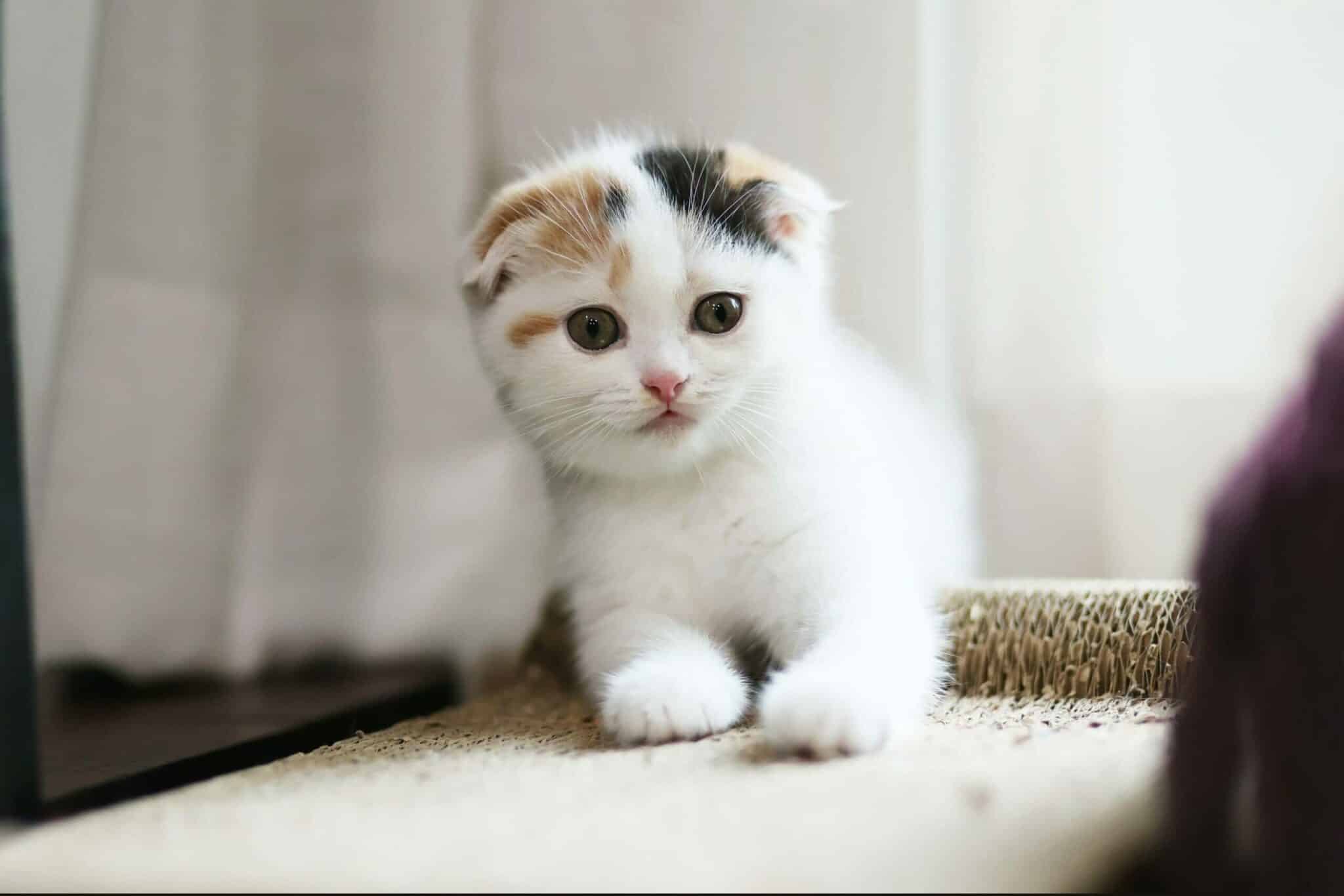 Calico Scottish Fold