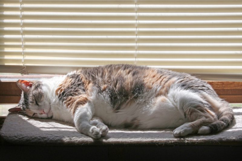 Fat Calico Cat Lying or sleeping on a Perch in the Window sunbathing