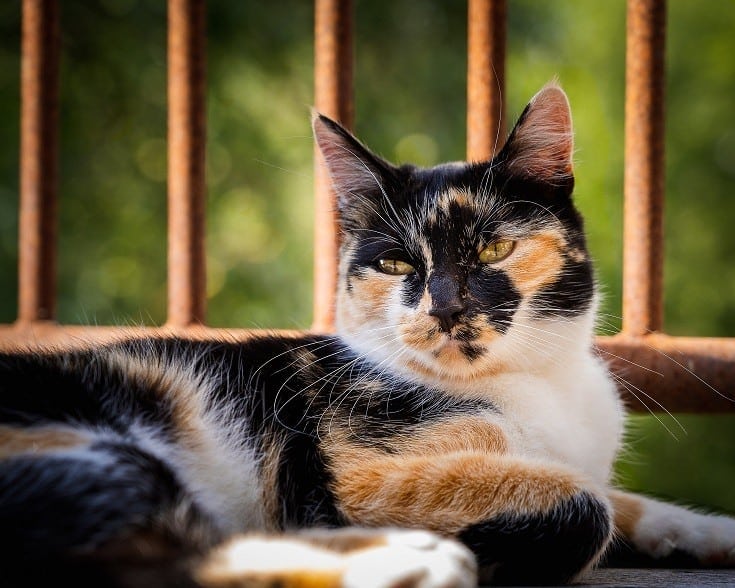 Calico Cat Posing