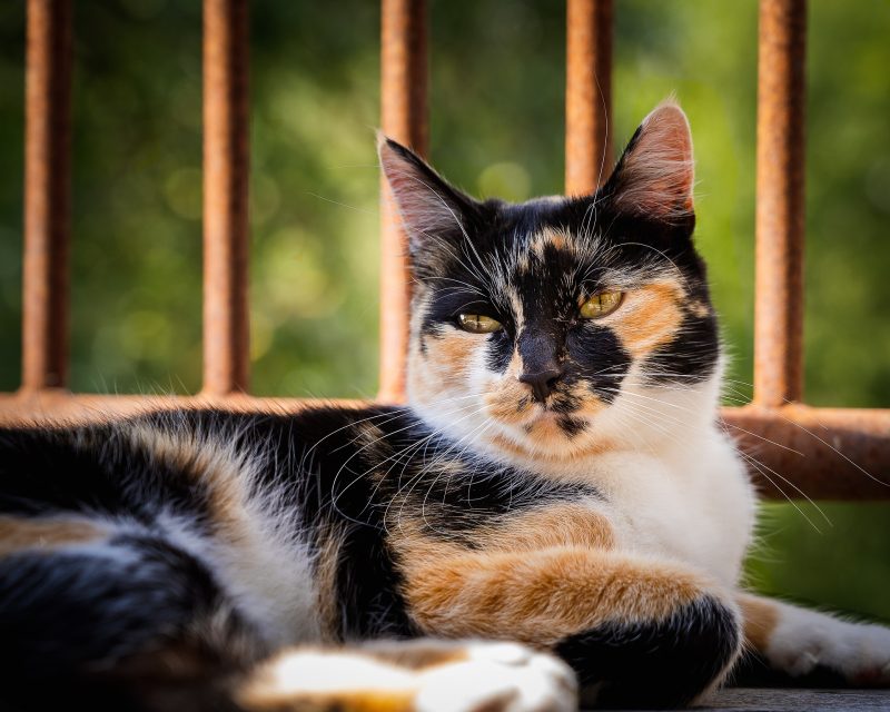 Calico Cat laying down on a porch