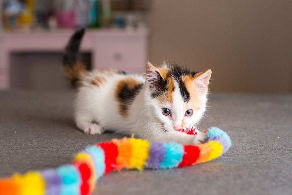 Calico kitten with toy