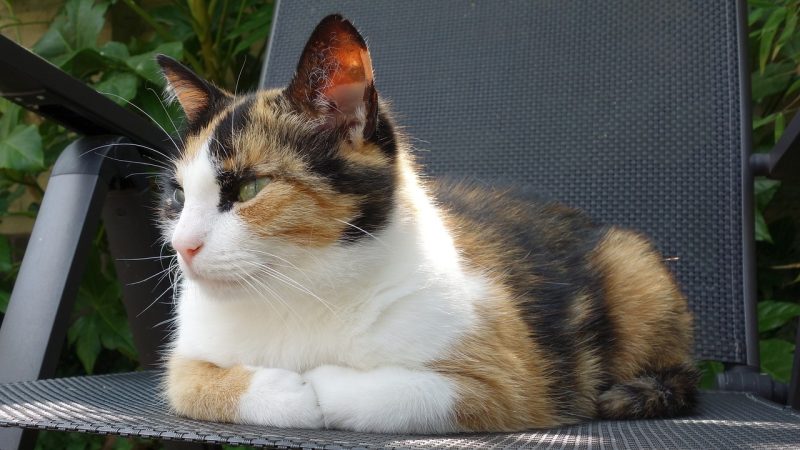 Calico cat lying in the chair